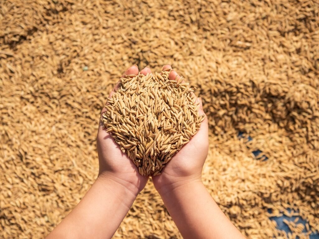 Hands lifting freshly harvested paddy rice from a heap