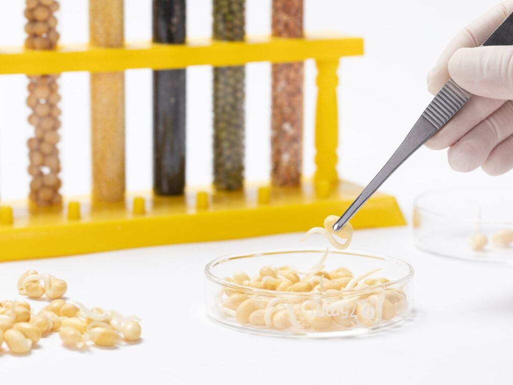 Grain and pulse samples being examined with tweezers in a laboratory